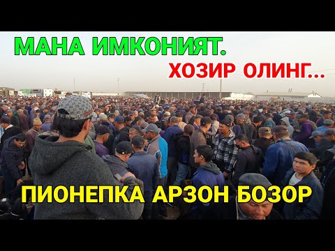 Видео: ПИОНЕРКА АРЗОН БОЗОР. ШУ БОЗОРДАН ОЛИНГ. ҚАШҚАДАРЁ ҚАМАШИ. 31-ОКТАБР 2025-ЙИЛ