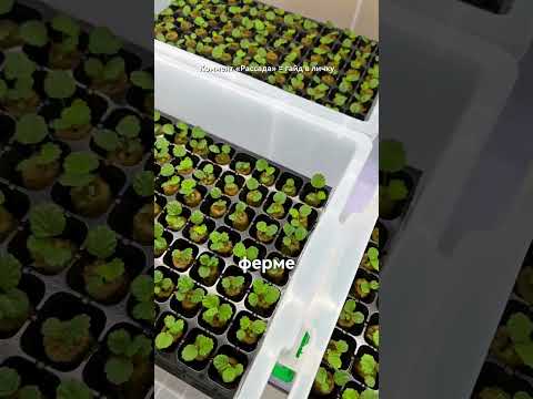 Видео: Клубника из семян