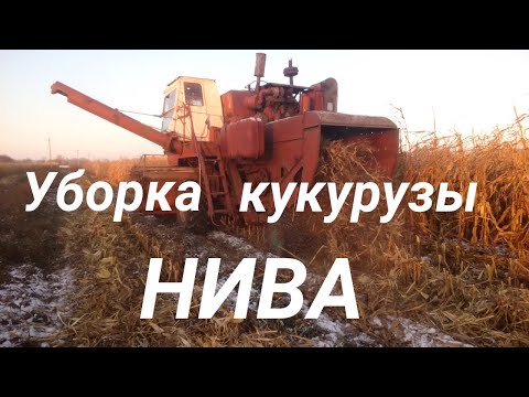 Видео: Уборка кукурузы 2020 комбайном  НИВА