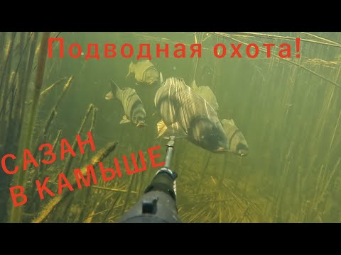 Видео: ПОДВОДНАЯ ОХОТА НА САЗАНА! СКОЛЬКО РЫБЫ В ЭТИХ ЗАРОСЛЯХ!