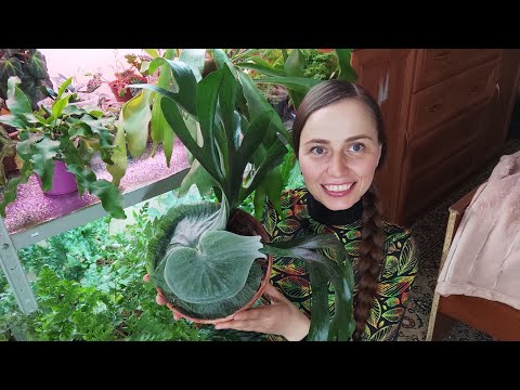 Видео: Мои платицериумы, папоротники. Мой опыт выращивания. Platycerium🌿