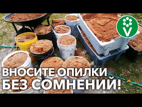 Видео: ДАЖЕ ТОНКИЙ СЛОЙ ОПИЛОК УЛУЧШАЕТ ПОЧВУ! Растениям понравится – убедитесь сами!