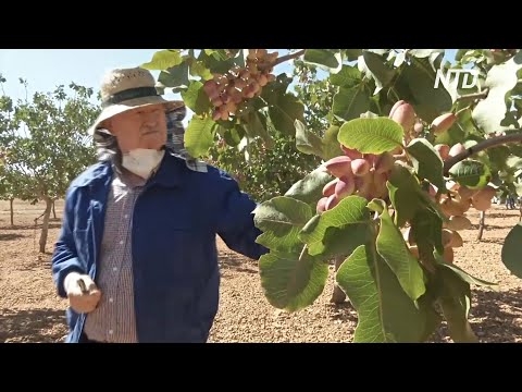 Видео: Испанцы увлеклись выращиванием фисташек