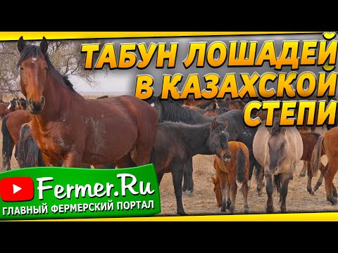 Видео: Красота и сила! 600 лошадей породы Жабы и Новоалтайские жеребцы на осенних пастбищах.