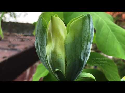 Видео: Магнолия Голубой Опал (Blue Opal) 2