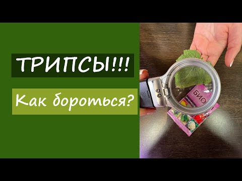 Видео: Трипсы. Как бороться?