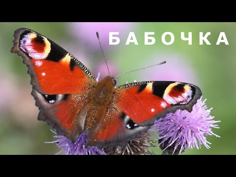 Видео: "Бабочка". Евгений Чеширко.