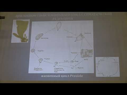Видео: Гололобова М. А. - Низшие растения - 3. Жизненные циклы водорослей. Цианобактерии