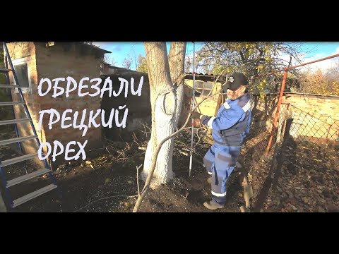 Видео: Обрезка ГРЕЦКОГО ОРЕХА Наведение порядка в нашем САДУ_30.10.2025