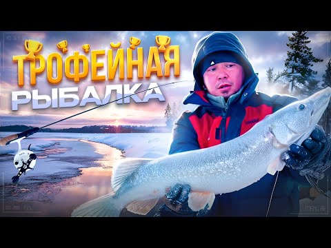 Видео: Коргалжынский заповедник наследия UNESCO #трофейнаящука #щука #щуканажерлицы #unesco