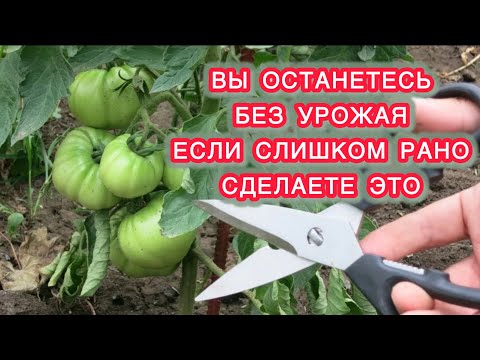 Видео: НЕ УДАЛЯЙТЕ ЛИСТЬЯ У ТОМАТОВ.