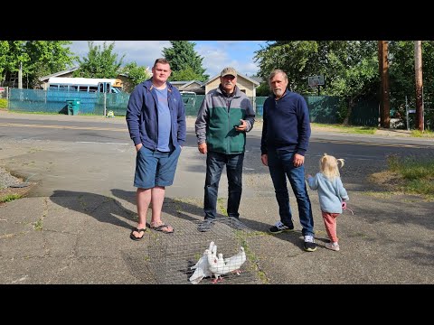 Видео: Утренний гон голубей Июнь 1, 2023