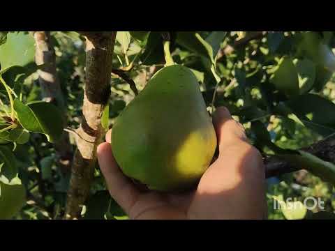 Видео: Сезон заканчивается. Сад Тоторова В.