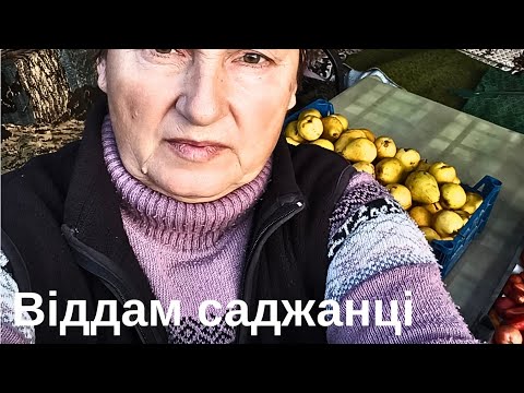 Видео: @Чим займалась і можу поділитись саджанцями Зізіфуса або Унабі.