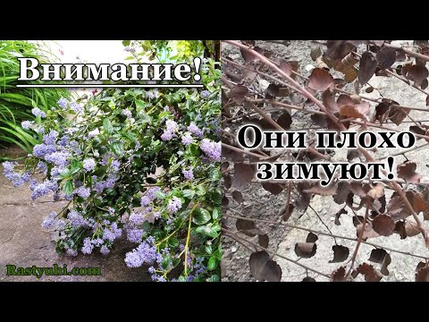 Видео: Вечнозеленые кустарники, которые ушли из моего сада из-за низкой зимостойкости.