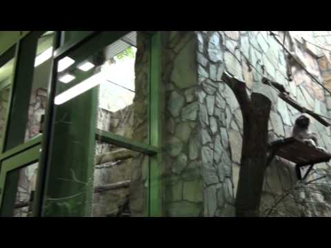 Видео: Зоопарк.г. Санкт- Петербург