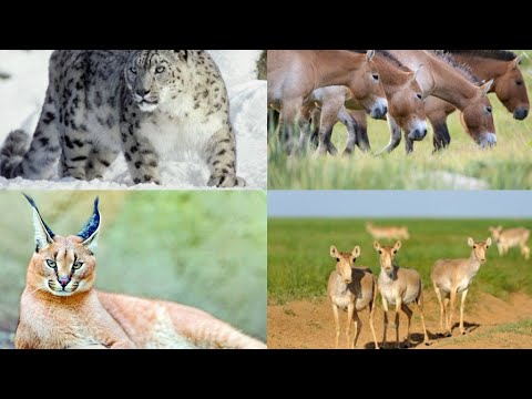 Видео: ҚАЗАҚСТАНДАҒЫ ҚЫЗЫЛ КІТАПҚА ЕНГЕН ЖАНУАРЛАР #АҢДАР#ЖАНУАРЛАР