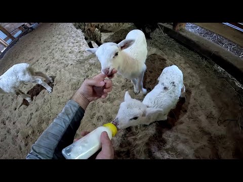 Видео: Мелкой стало плохо ! Эти кучи надо разгребать ! ХУТОР В ЛЕСУ №826