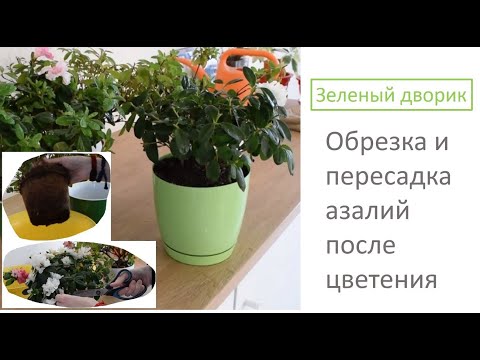 Видео: Обрезка и пересадка азалий после цветения
