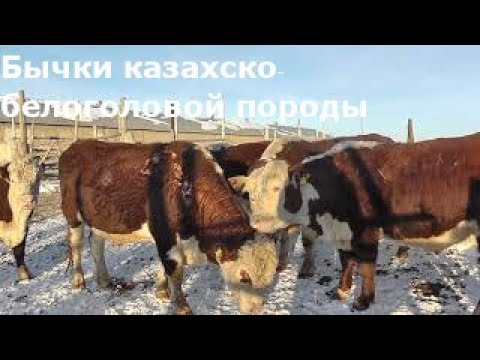 Видео: Бычки казахско-белоголовой породы (часть 1)/Kazakh white-headed breed of beef cows (ENG SUB)