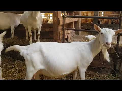 Видео: 7 мифов козоводства