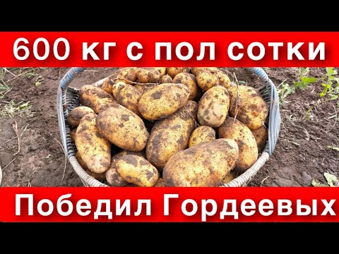 Видео: УРОЖАЙ 600 кг Американки с ПОЛ СОТКИ—ПРОТИВ 730 кг картофеля с ЦЕЛОЙ СОТКИ Гордеевых.