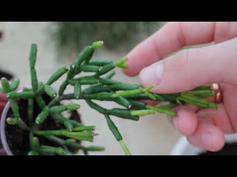 Видео: Маленькие хатиоры укоренились. Пересаживаю. Комнатные цветы. //Валентина Земскова