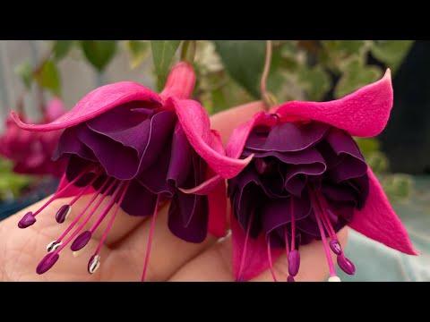 Видео: ОБРЕЗКА ВЗРОСЛЫХ КУСТОВ ФУКСИЙ ПЕРЕД ОПУСКАНИЕМ В ПОГРЕБ.