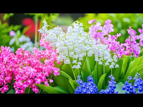 Видео: Нежная мелодия для спокойствия нервной системы и исцеления души 🌿музыка, исцеляющая сердце и чувства