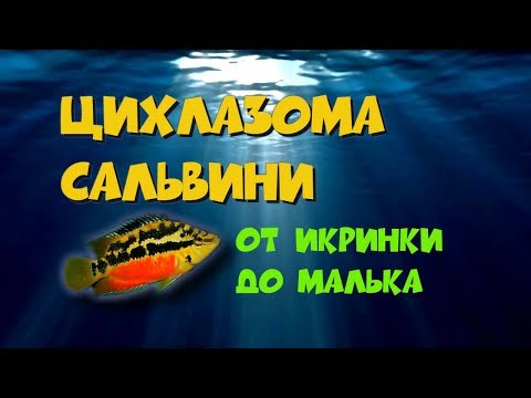 Видео: Цихлазома сальвини. От икринки до малька.
