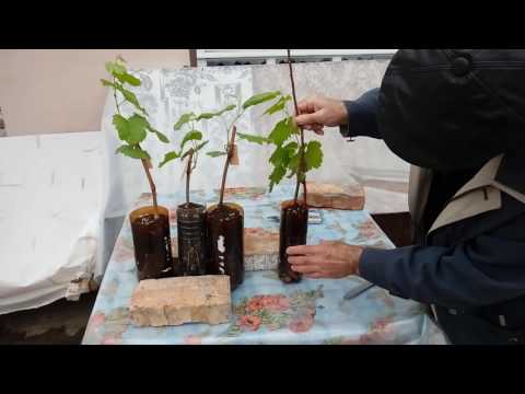 Видео: Обработка зеленых вегетирующих саженцев винограда от болезней и вредителей