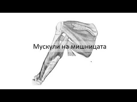 Видео: Мускули на мишницата (2:34) ┃teoriyata.com
