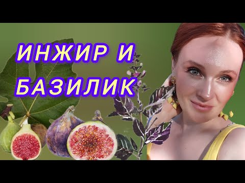 Видео: АРОМАТЫ С ИНЖИРОМ И БАЗИЛИКОМ, которые я люблю.