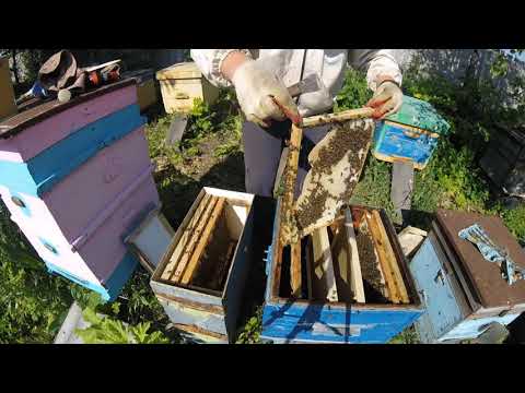 Видео: Что делать с роем после поимки? Пересадка роя. Beekeeping for beginners. Horse riding