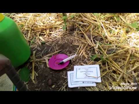 Видео: Семейный рецепт)))и фитофторы не будет все лето ,формирование томатов .