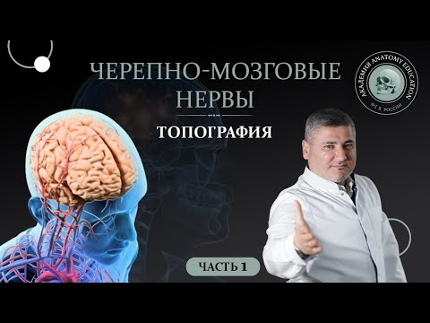 Видео: Черепные нервы.Топография черепных нервов.Черепно-мозговые нервы часть 1