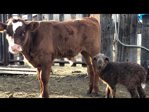 Видео: Замер бычка в два месяца 😊 Молодая телка скоро станет мамой .