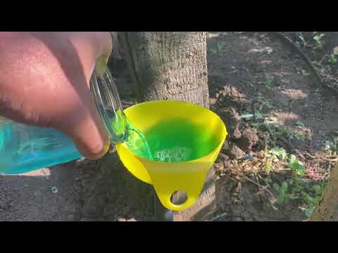 Видео: Разгоняем вегетирующие саженцы винограда. Вторая подкормка, видим реакцию на первую, все правильно