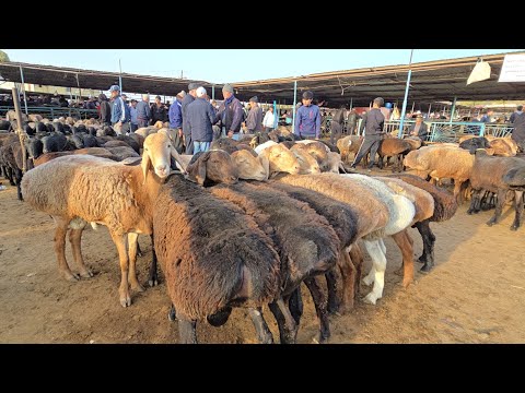 Видео: 1 ноября 2025 Г.МОЛБОЗОРИ Ш ХУЧАНД ХУДЖАНД НАРХИ ГУСФАНД КУЙБОЗОР ТОЖИКИСТОН 