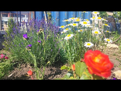 Видео: Переезд🚗Уборка участка и дома🤗