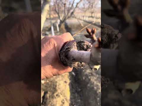 Видео: Гилас гулдойт но момо аз  эмне кылыш керек