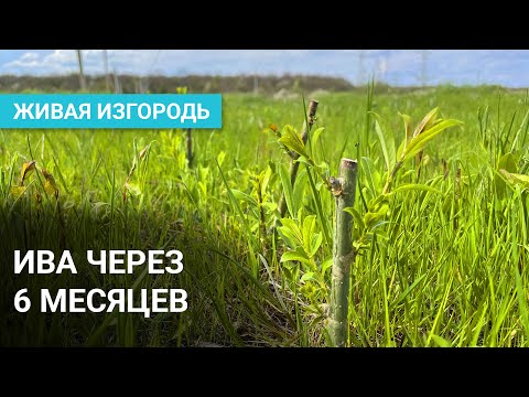 Видео: Живая изгородь из ивы через 6 месяцев