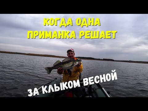 Видео: ВЕСЕННИЙ СУДАК. За клыком перед нерестовым запретом.