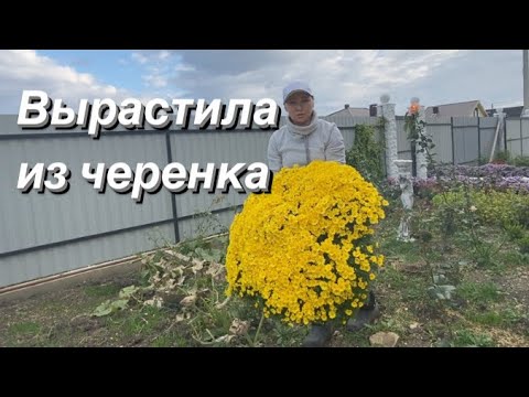 Видео: ХРИЗАНТЕМА МУЛЬТИФЛОРА. Размножение черенкованием зимой и весной. Шаровидная хризантема