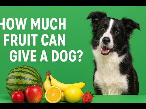 Видео: Полезные фрукты для собак и допустимое их количество в рационе. Угрозы от современных фруктов
