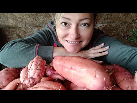 Видео: ГИГАНТСКИЙ БАТАТ НА ОБЫЧНОМ ОГОРОДЕ