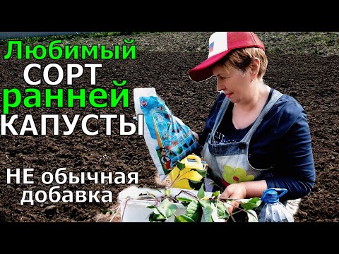 Видео: Сажала капусту НЕ правильно. Исправляю ошибки с новой добавкой к ранней капусте
