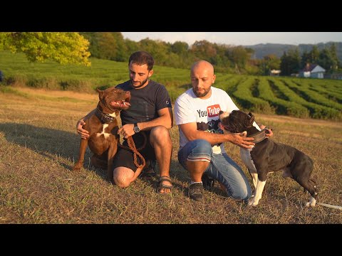 Видео: Питбуль Муса VS Стаф Локи спустя год! Дружесткая беседа!Питбуль vs стаф/Агоп и Степан/Питбуль Багира