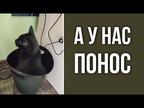 Видео: Если у кошки понос. Чем лечить? Например понос от нового корма, отравления или кошка что-то скушала