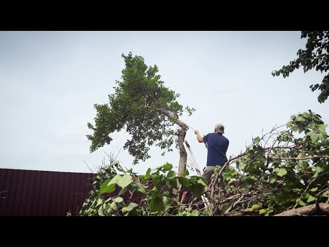 Видео: Минус одно дерево на ДАЧЕ/Дерево уничтожила ГРОЗА!!